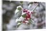 Red berries in the snow by Anonymous