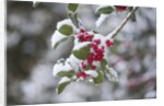 Red berries in the snow by Anonymous