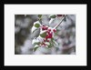 Red berries in the snow by Anonymous
