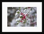 Red berries in the snow by Anonymous