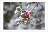Red berries in the snow by Anonymous