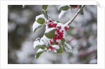 Red berries in the snow by Anonymous