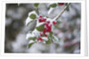 Red berries in the snow by Anonymous