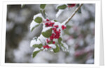 Red berries in the snow by Anonymous