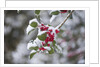 Red berries in the snow by Anonymous