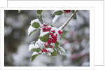 Red berries in the snow by Anonymous