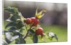 Rosehips by Anonymous