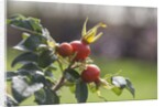Rosehips by Anonymous