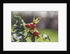 Rosehips by Anonymous
