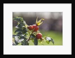 Rosehips by Anonymous