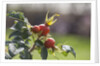 Rosehips by Anonymous