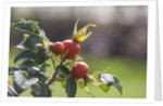 Rosehips by Anonymous