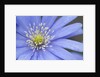 Blue daisy by Anonymous