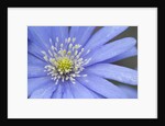 Blue daisy by Anonymous