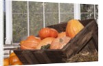 Pumpkins in a box by Anonymous