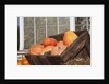 Pumpkins in a box by Anonymous