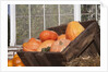 Pumpkins in a box by Anonymous