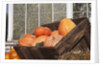 Pumpkins in a box by Anonymous