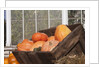 Pumpkins in a box by Anonymous