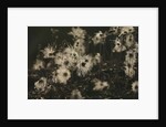 Backlit seedheads by Anonymous
