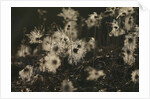 Backlit seedheads by Anonymous