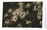 Backlit seedheads by Anonymous