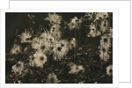 Backlit seedheads by Anonymous