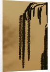 Droopy catkins by Anonymous