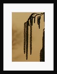 Droopy catkins by Anonymous