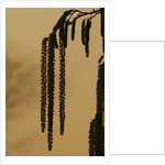 Droopy catkins by Anonymous