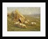 A Shepherd and his Sheep in a Meadow by Tom Griffiths