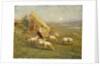 A Shepherd and his Sheep in a Meadow by Tom Griffiths