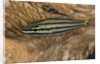 Cardinalfish hides in Tridacna clam. by Anonymous