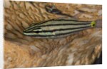 Cardinalfish hides in Tridacna clam. by Anonymous