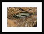 Cardinalfish hides in Tridacna clam. by Anonymous