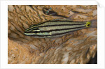 Cardinalfish hides in Tridacna clam. by Anonymous