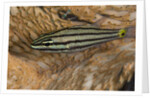 Cardinalfish hides in Tridacna clam. by Anonymous