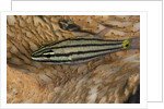 Cardinalfish hides in Tridacna clam. by Anonymous