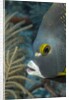 French angelfish (Pomacanthus paru). by Anonymous