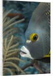French angelfish (Pomacanthus paru). by Anonymous