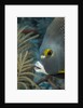French angelfish (Pomacanthus paru). by Anonymous