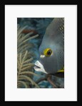 French angelfish (Pomacanthus paru). by Anonymous