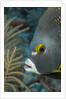 French angelfish (Pomacanthus paru). by Anonymous