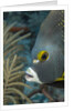 French angelfish (Pomacanthus paru). by Anonymous