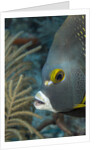 French angelfish (Pomacanthus paru). by Anonymous