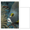 French angelfish (Pomacanthus paru). by Anonymous