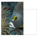 French angelfish (Pomacanthus paru). by Anonymous