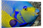 Queen angelfish (Holacanthus ciliaris) by Anonymous
