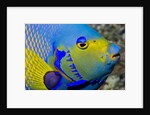 Queen angelfish (Holacanthus ciliaris) by Anonymous