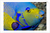 Queen angelfish (Holacanthus ciliaris) by Anonymous